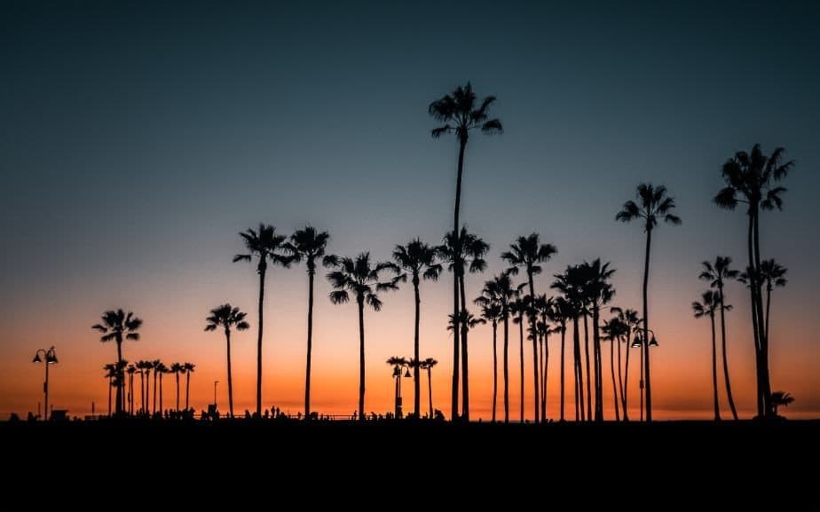 Palm silhouettes against a city skyline