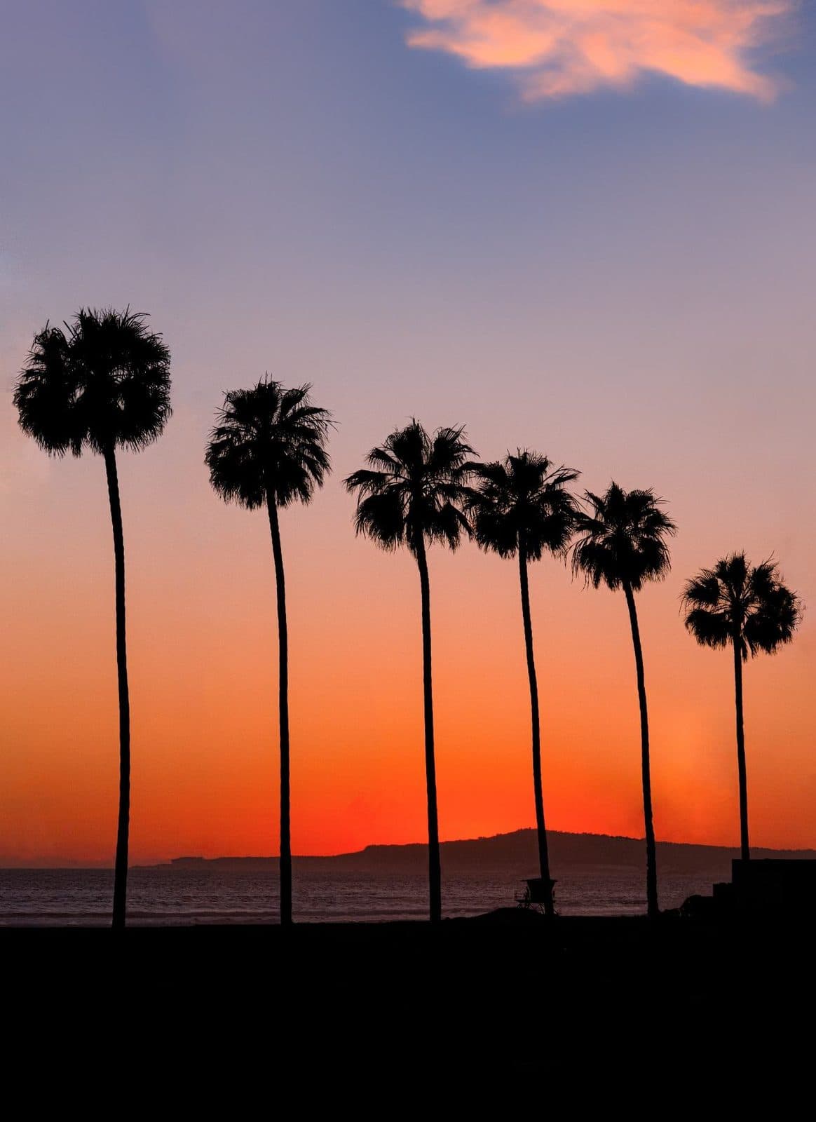 Palm trees against a dusk sky